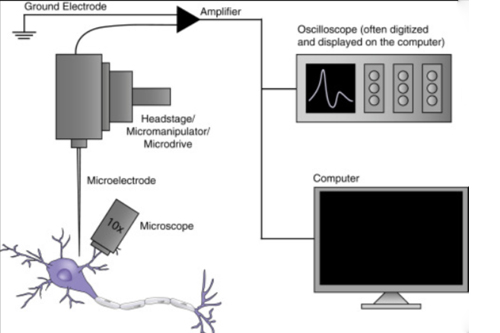 Electrophysiology heart function working explain