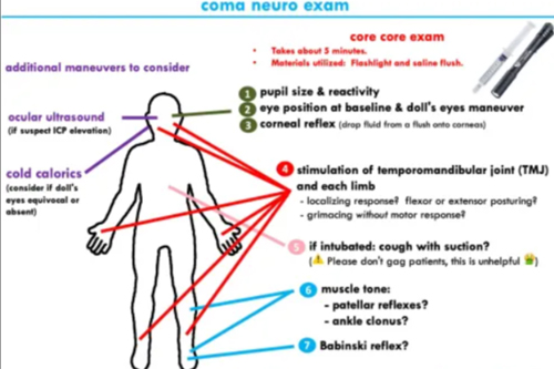 neurological examination in body functions explain