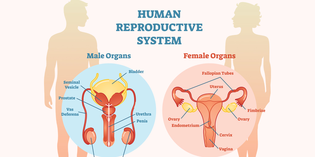 Reproductive health